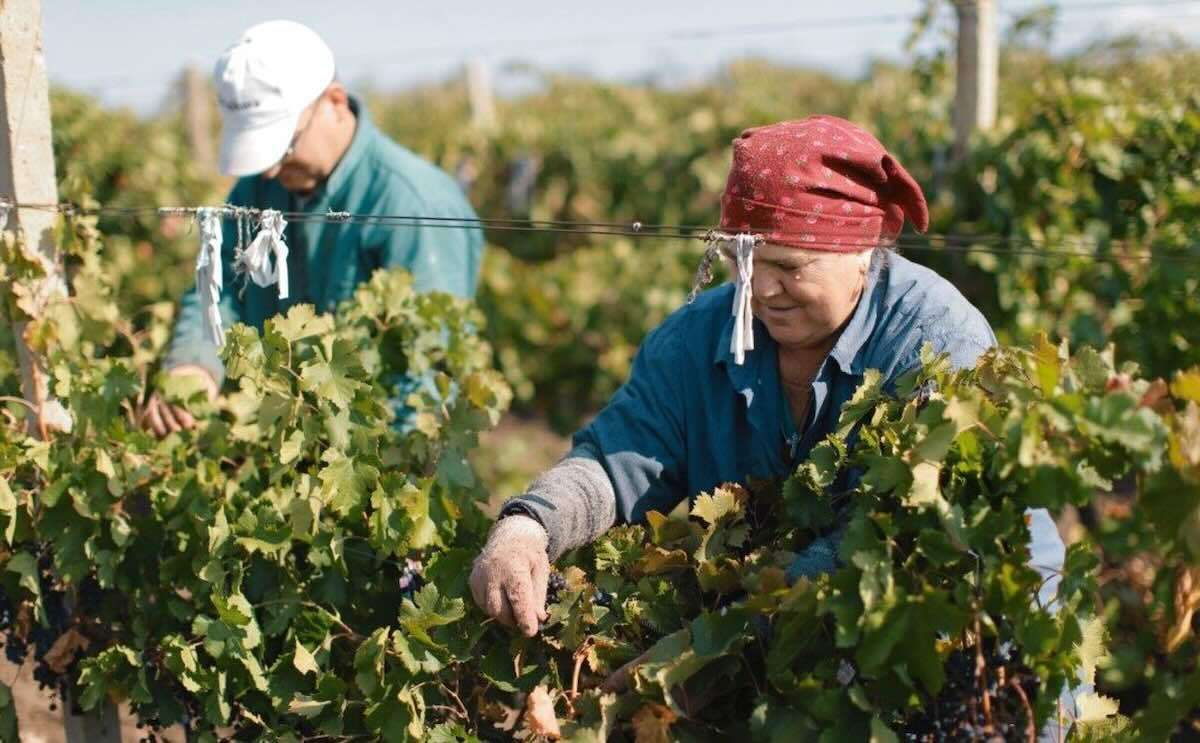 Muncitori străini în agricultură. Ce spun autoritățile - agroexpert.md