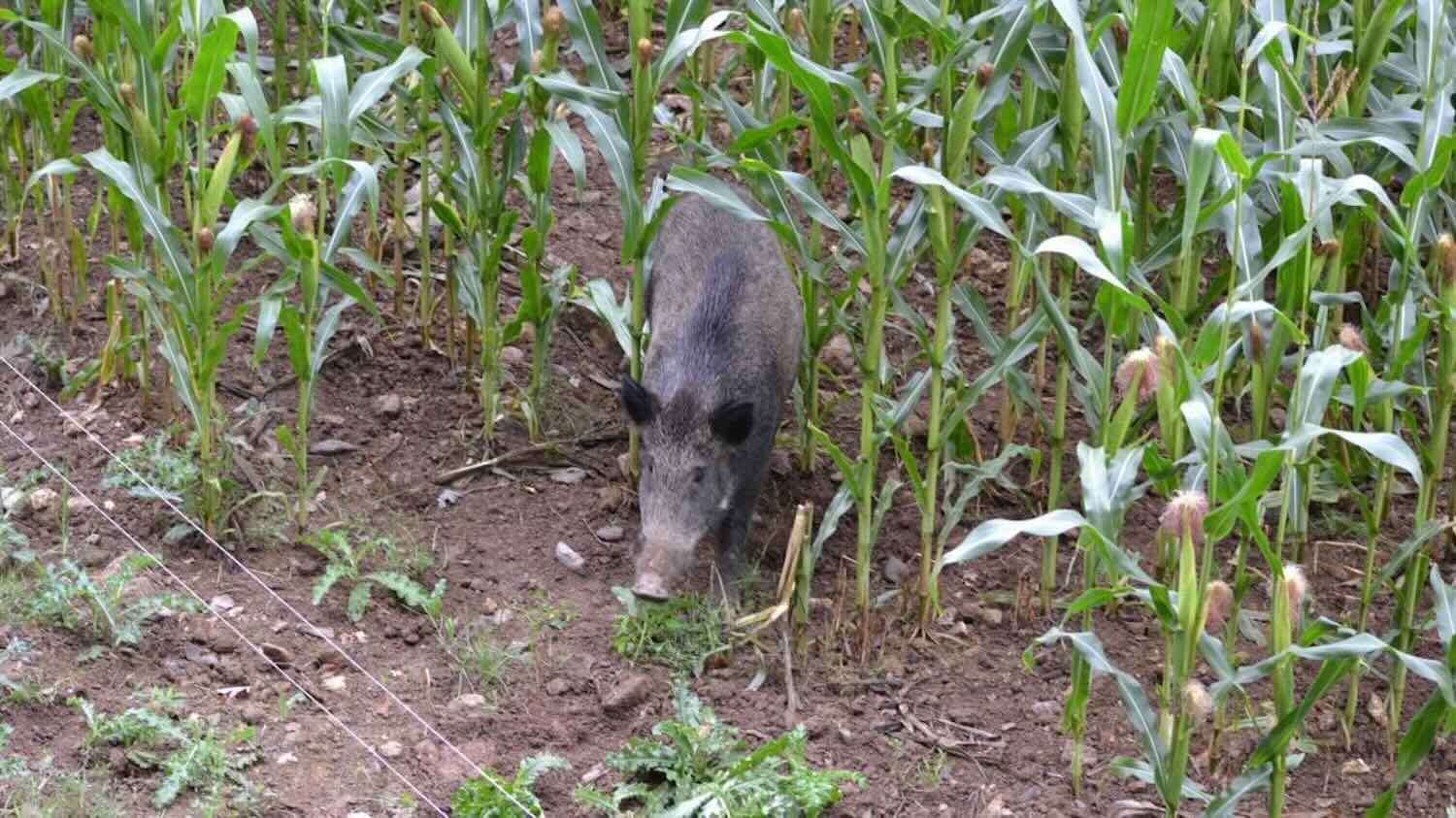 Mistreții atacă tot mai multe culturi. Ce soluții au fermierii - agroexpert.md