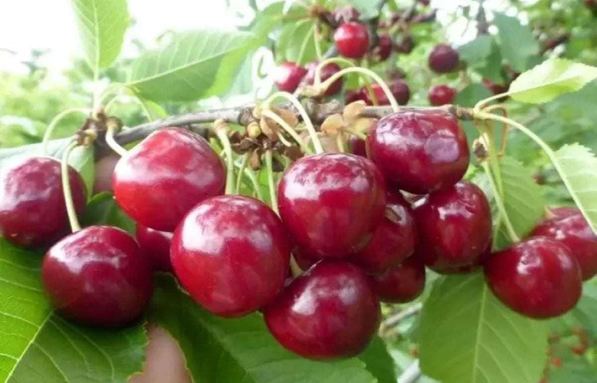 Цены на черешню в Молдове сравнялись с экспортными - agroexpert.md