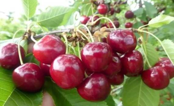 Цены на черешню в Молдове сравнялись с экспортными - agroexpert.md