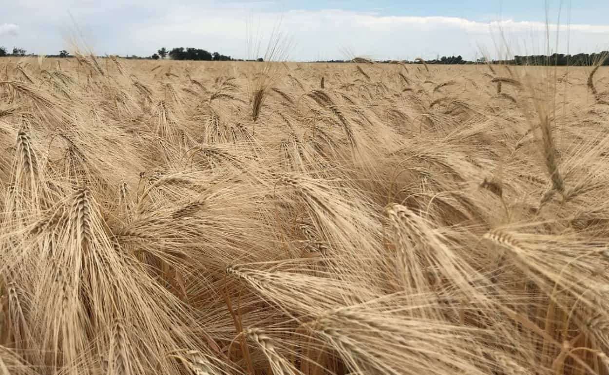 Цены на ячмень в Польше снизились до уровня 20-летней давности - agroexpert.md