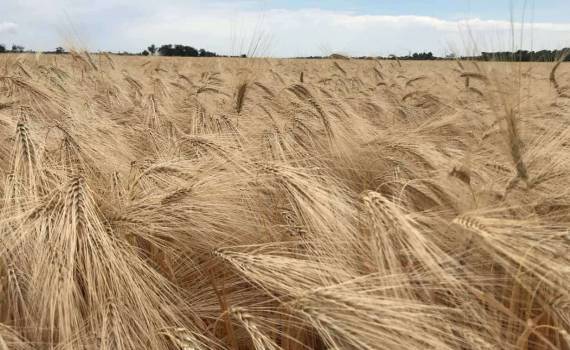 Цены на ячмень в Польше снизились до уровня 20-летней давности - agroexpert.md