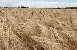 Цены на ячмень в Польше снизились до уровня 20-летней давности - agroexpert.md