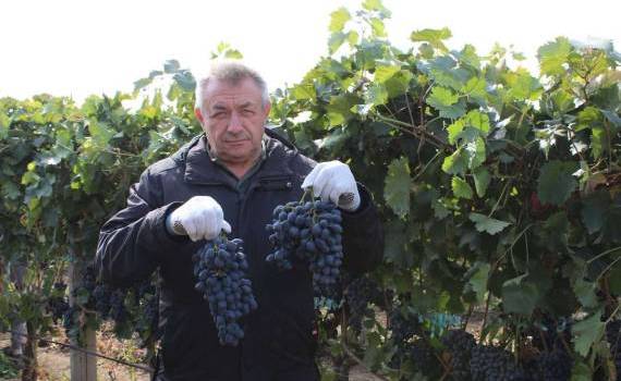 Cum arată plantațiile de viță-de-vie din sud. Ce spune fermierul Nicolae Susan - agroexpert.md