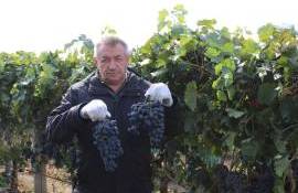 Cum arată plantațiile de viță-de-vie din sud. Ce spune fermierul Nicolae Susan - agroexpert.md