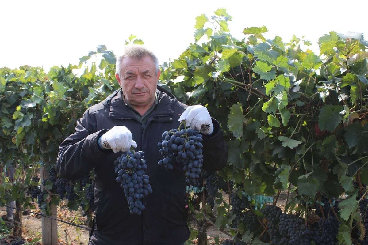 Cum arată plantațiile de viță-de-vie din sud. Ce spune fermierul Nicolae Susan - agroexpert.md