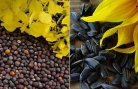 USDA меняет баланс на рынке подсолнечника, рапс сохраняет потенциал роста - agroexpert.md