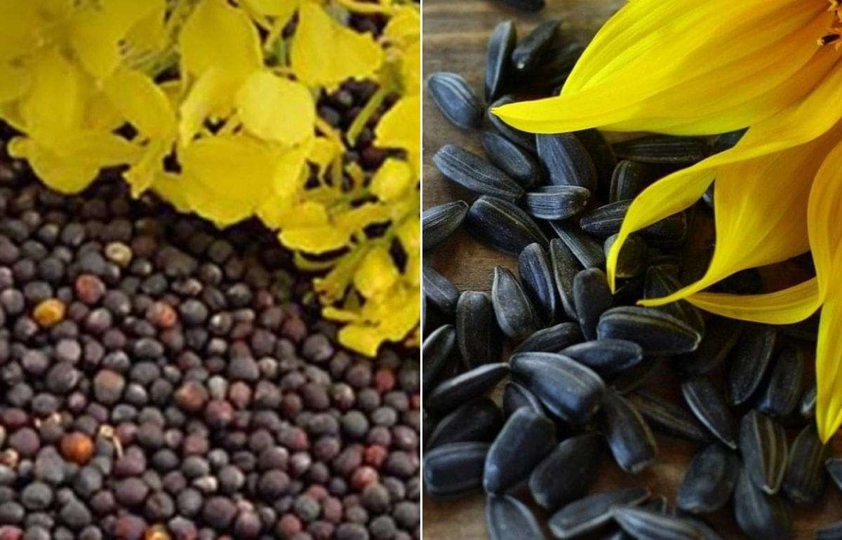 USDA меняет баланс на рынке подсолнечника, рапс сохраняет потенциал роста - agroexpert.md