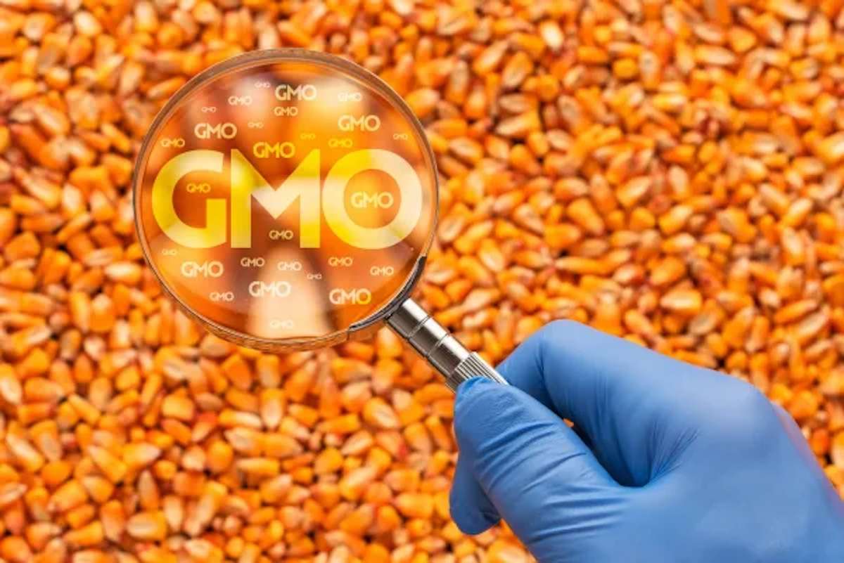MAIA vrea să modifice regulile pentru OMG-uri - agroexpert.md