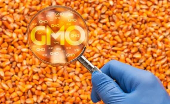 MAIA vrea să modifice regulile pentru OMG-uri - agroexpert.md
