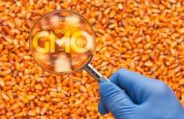 MAIA vrea să modifice regulile pentru OMG-uri - agroexpert.md