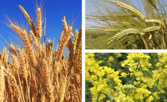 Prețurile agricole din 15 iulie - agroexpert.md