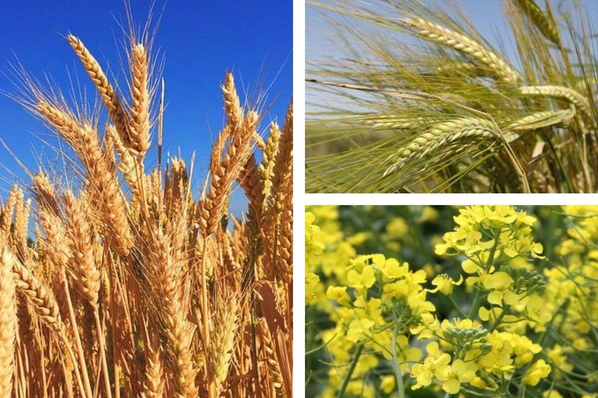 Prețurile agricole din 15 iulie - agroexpert.md
