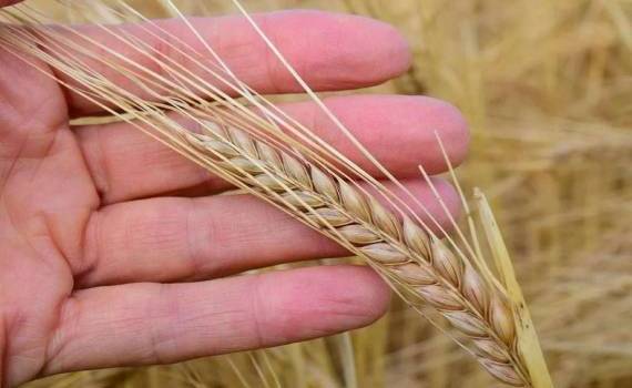В Украине цены на ячмень прекратили падение, эксперты ожидают роста - agroexpert.md
