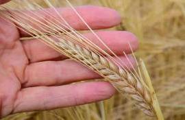 В Украине цены на ячмень прекратили падение, эксперты ожидают роста - agroexpert.md