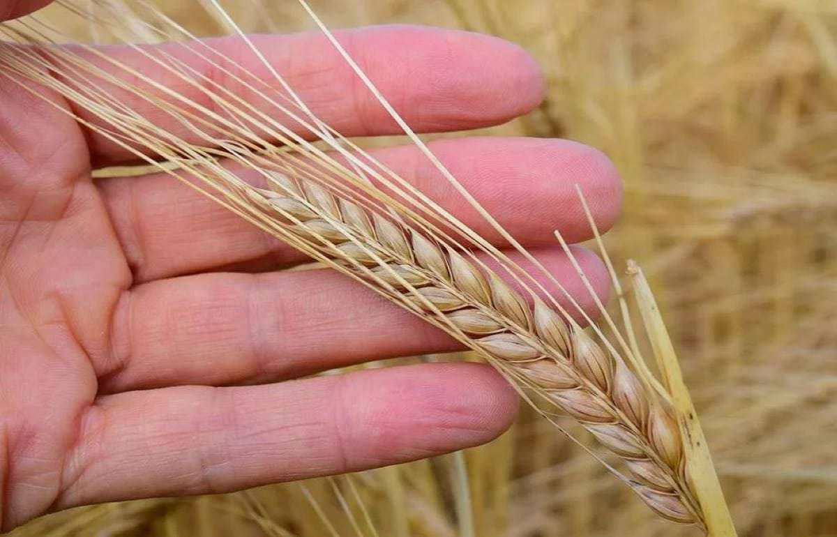 В Украине цены на ячмень прекратили падение, эксперты ожидают роста - agroexpert.md