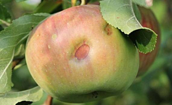 Заморозки и жара этого года оставили польских садоводов без урожая - agroexpert.md