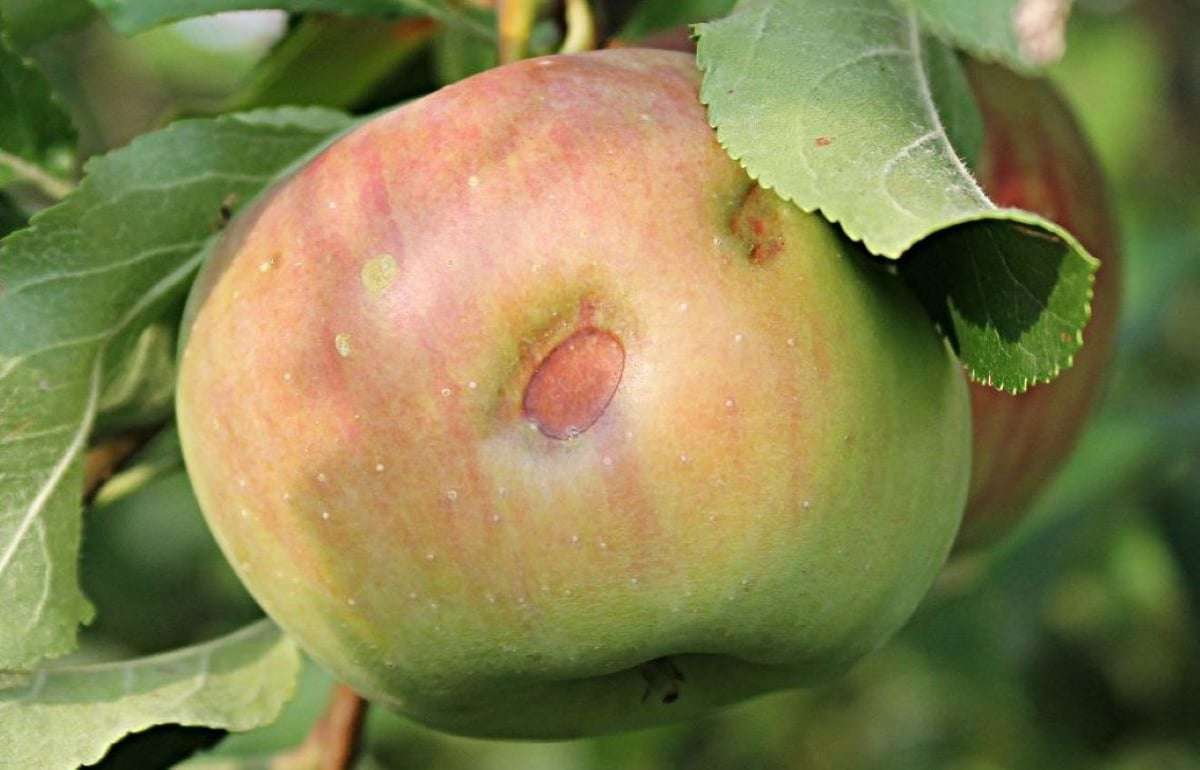 Заморозки и жара этого года оставили польских садоводов без урожая - agroexpert.md