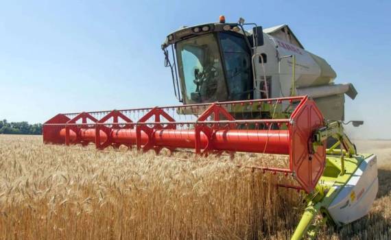 Минсельхоз Франции ожидает снижение производства пшеницы в 2026 году - agroexpert.md