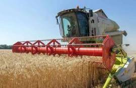 Минсельхоз Франции ожидает снижение производства пшеницы в 2026 году - agroexpert.md