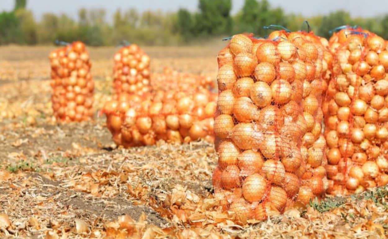 Корейская технология выращивания лука на одесских полях - agroexpert.md