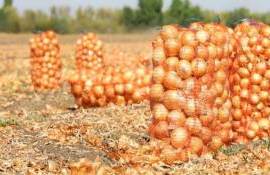 Корейская технология выращивания лука на одесских полях - agroexpert.md