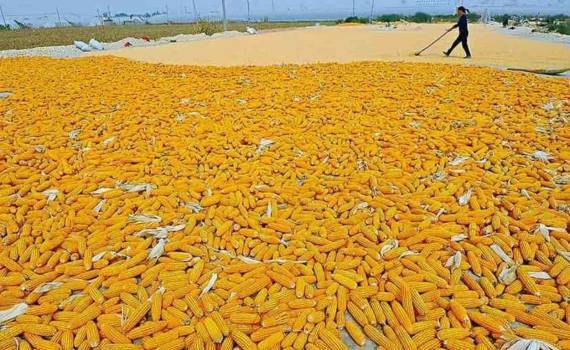 IGC снизила прогноз мирового производства кукурузы в 2026/27 МГ - agroexpert.md