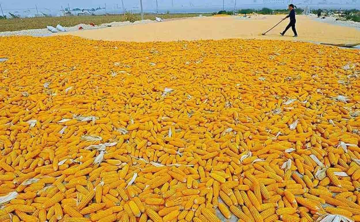 IGC снизила прогноз мирового производства кукурузы в 2026/27 МГ - agroexpert.md
