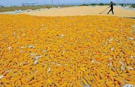 IGC снизила прогноз мирового производства кукурузы в 2026/27 МГ - agroexpert.md