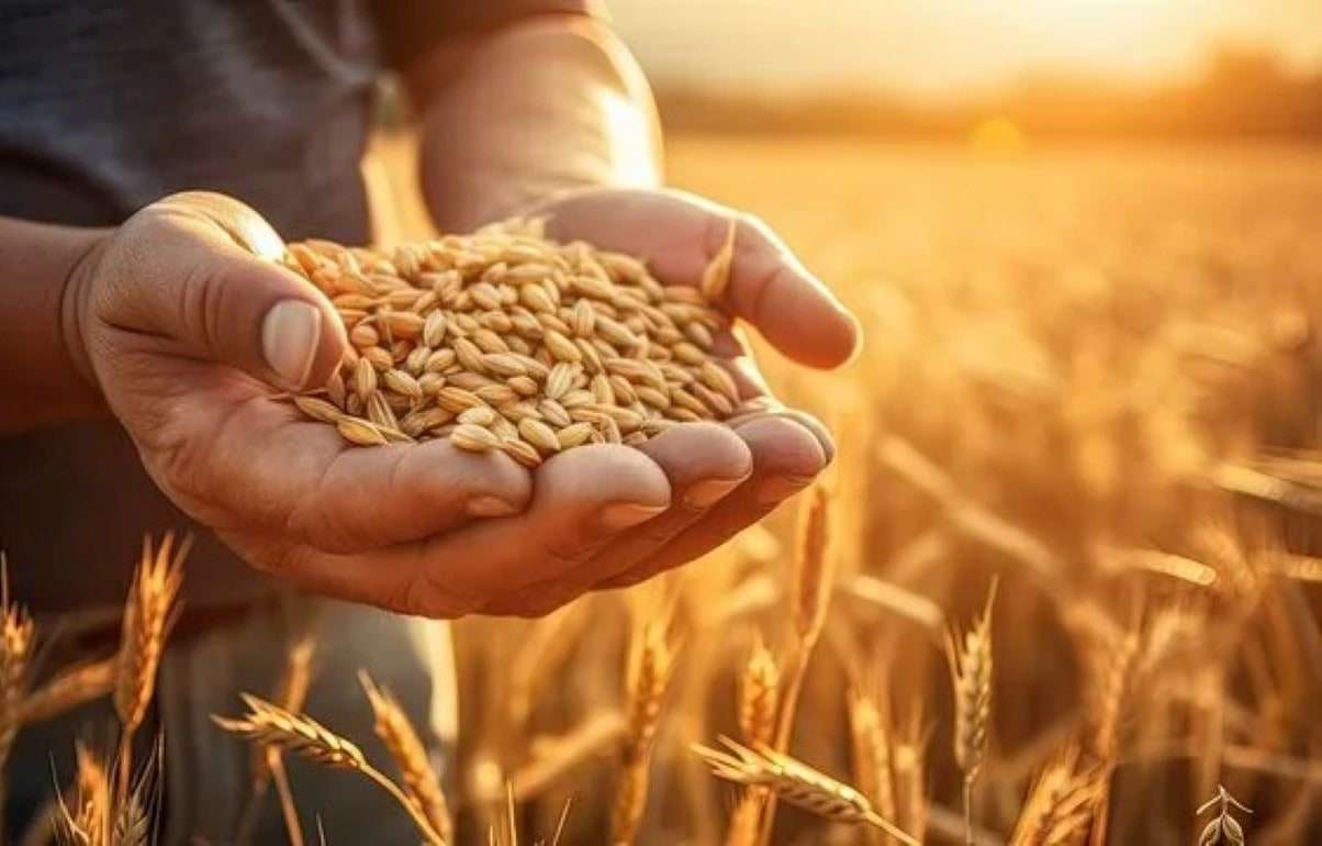 Дефицит зерновых может стать новой реальностью мирового агрорынка - agroexpert.md