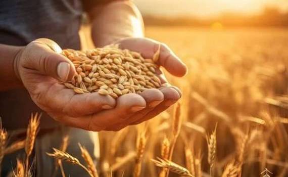 Дефицит зерновых может стать новой реальностью мирового агрорынка - agroexpert.md