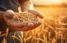 Дефицит зерновых может стать новой реальностью мирового агрорынка - agroexpert.md