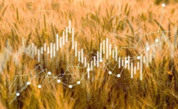 На мировом рынке в четверг цены на пшеницу, кукурузу и сою снизились - agroexpert.md