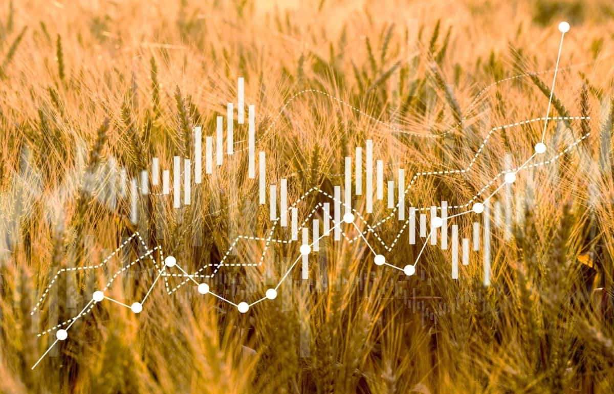 На мировом рынке в четверг цены на пшеницу, кукурузу и сою снизились - agroexpert.md
