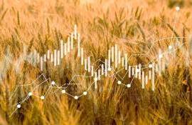 На мировом рынке в четверг цены на пшеницу, кукурузу и сою снизились - agroexpert.md