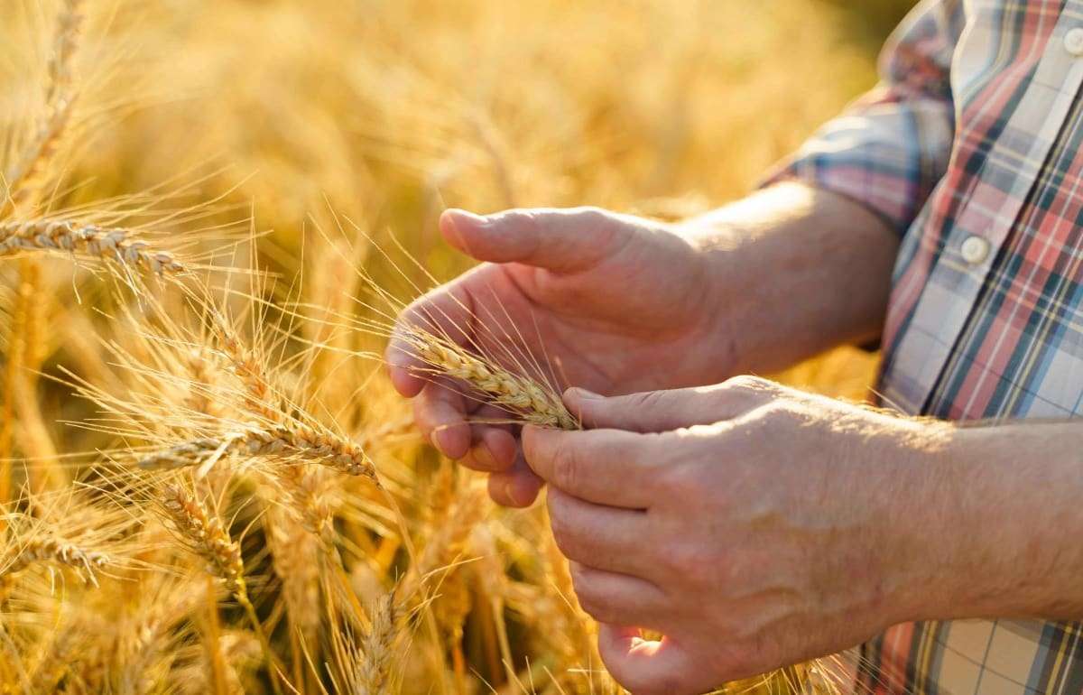 Германия из-за аномальной жары недополучит 1,4 млн тонн зерна - agroexpert.md