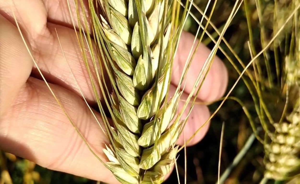  Новый этап в агротехнологиях: Bayer и RAGT продвигают гибридную пшеницу. - agroexpert.md