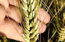  Новый этап в агротехнологиях: Bayer и RAGT продвигают гибридную пшеницу. - agroexpert.md