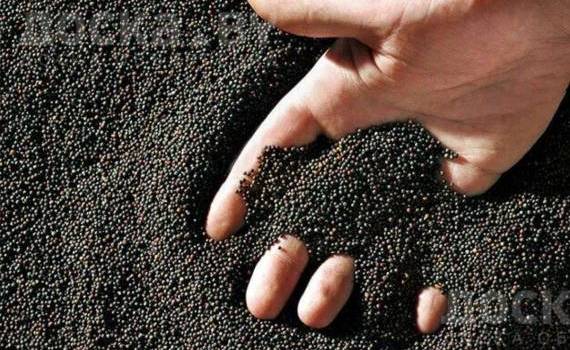 Украинский рапс становится ключевым для европейского рынка - agroexpert.md