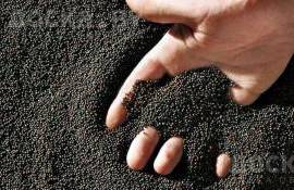 Украинский рапс становится ключевым для европейского рынка - agroexpert.md