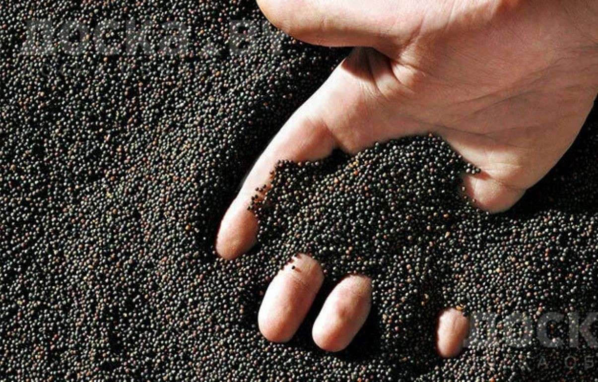 Украинский рапс становится ключевым для европейского рынка - agroexpert.md