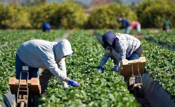 Fermierii cer extinderea perioadei de muncă a zilierilor - agroexpert.md