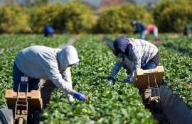 Fermierii cer extinderea perioadei de muncă a zilierilor - agroexpert.md