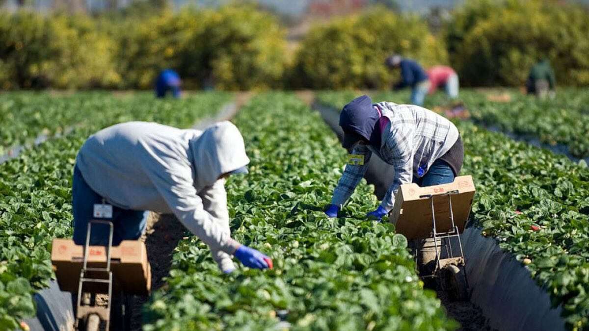 Fermierii cer extinderea perioadei de muncă a zilierilor - agroexpert.md