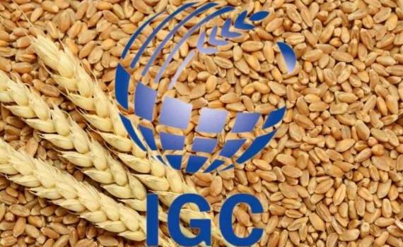 Мировое производство зерна в сезоне 2026/27 снизится до 2,42 млрд тонн - agroexpert.md