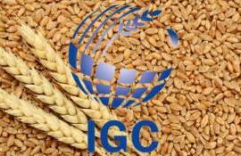 Мировое производство зерна в сезоне 2026/27 снизится до 2,42 млрд тонн - agroexpert.md