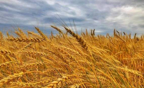 Nicolae Sprîncean: Prețul grâului nu s-a schimbat în ultimii 20 de ani - agroexpert.md