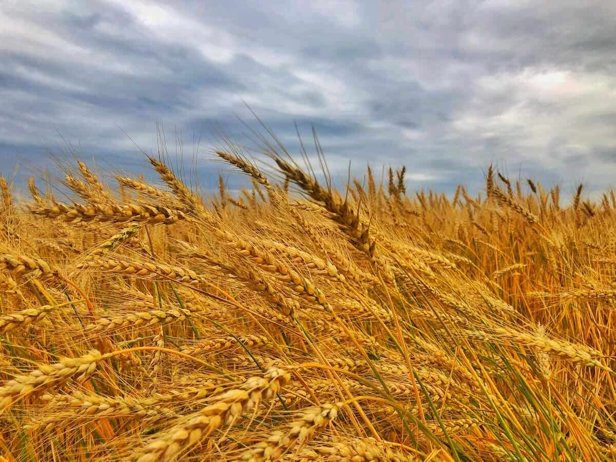 Nicolae Sprîncean: Prețul grâului nu s-a schimbat în ultimii 20 de ani - agroexpert.md