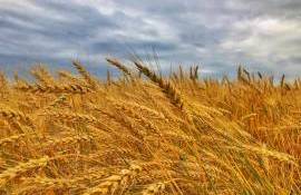 Nicolae Sprîncean: Prețul grâului nu s-a schimbat în ultimii 20 de ani - agroexpert.md
