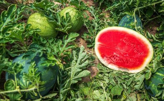 Pepenii verzi locali, preferați de consumatori. Cum arată recolta - agroexpert.md